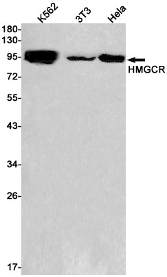 HMGCR Rabbit Monoclonal Antibody