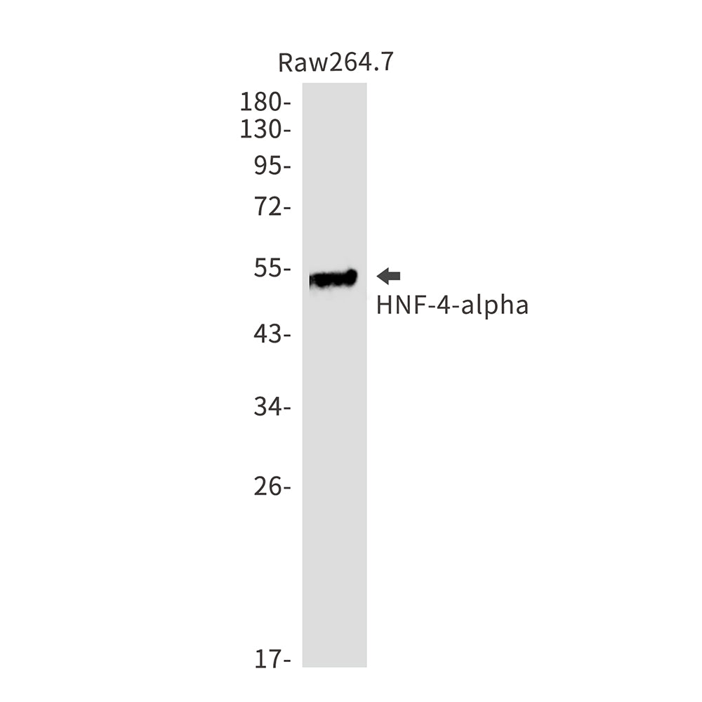 HNF 4 alpha Rabbit Monoclonal Antibody