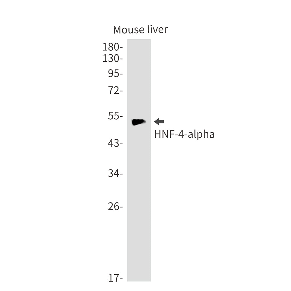 HNF 4 alpha Rabbit Monoclonal Antibody