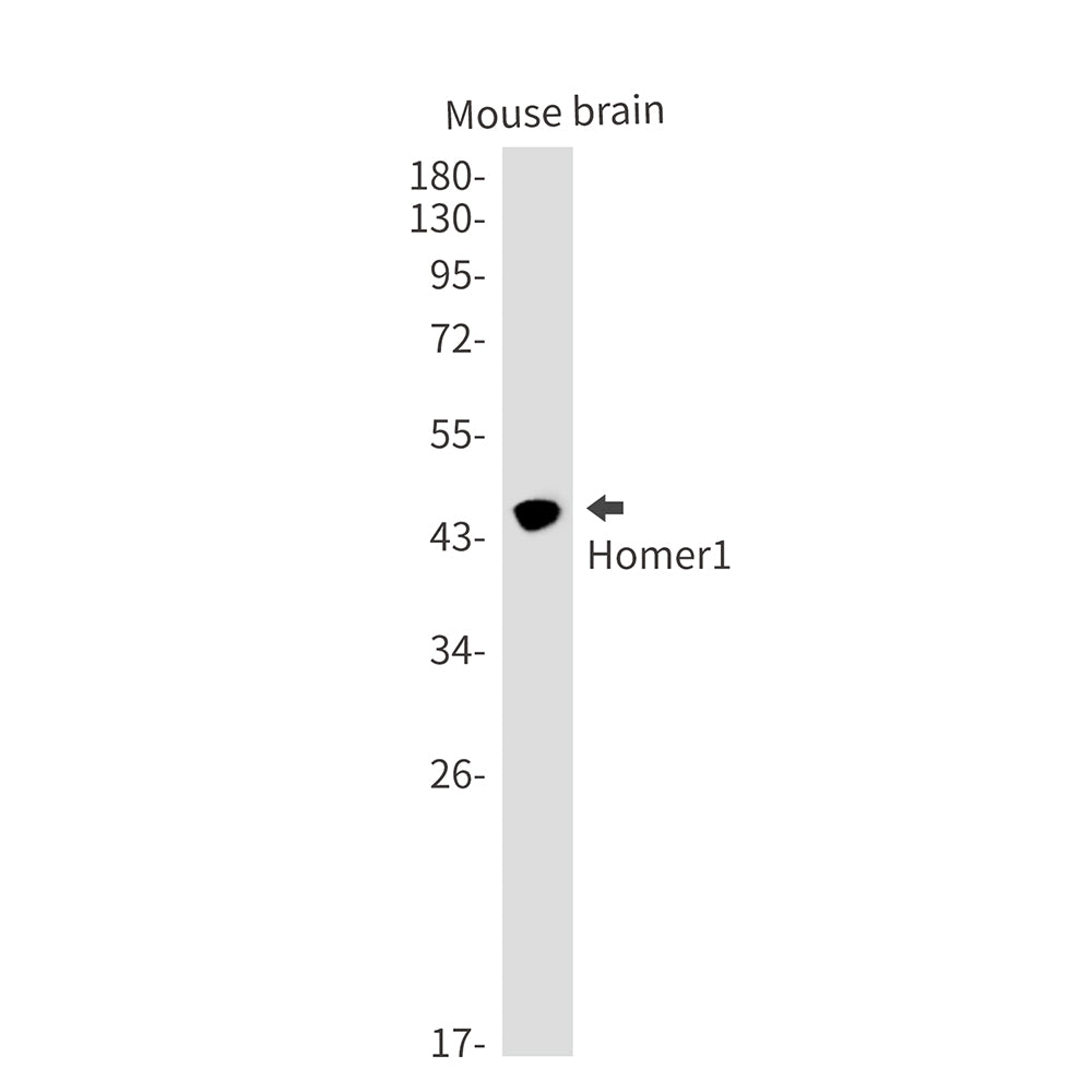 Homer1 Rabbit Monoclonal Antibody