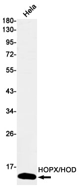 HOPX Rabbit Monoclonal Antibody
