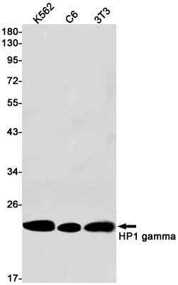 HP1 gamma Rabbit Monoclonal Antibody