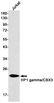 HP1 gamma Rabbit Monoclonal Antibody