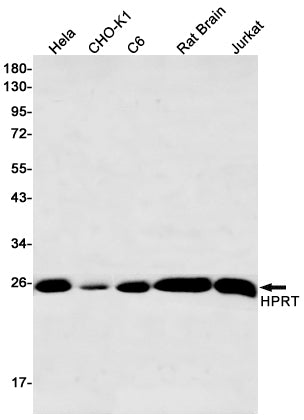 HPRT Rabbit Monoclonal Antibody