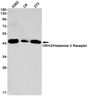 HRH3 Rabbit Monoclonal Antibody