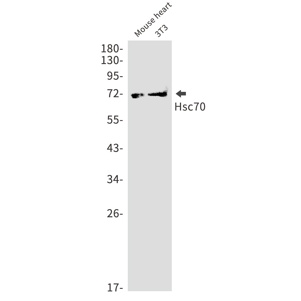 Hsc70 Rabbit Monoclonal Antibody