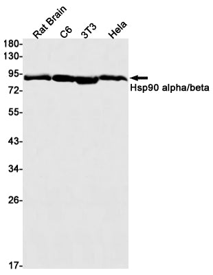 Hsp90 alpha/beta Rabbit Monoclonal Antibody