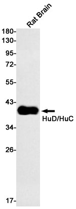 HuC/HuD Rabbit Monoclonal Antibody