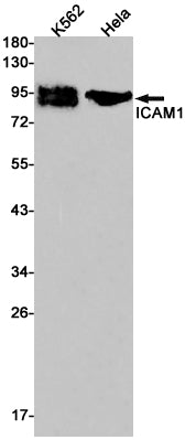 ICAM1 Rabbit Monoclonal Antibody