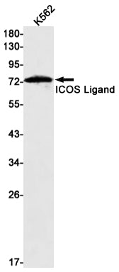 ICOS Ligand Rabbit Monoclonal Antibody