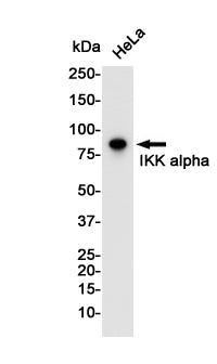 IKK alpha Rabbit Monoclonal Antibody