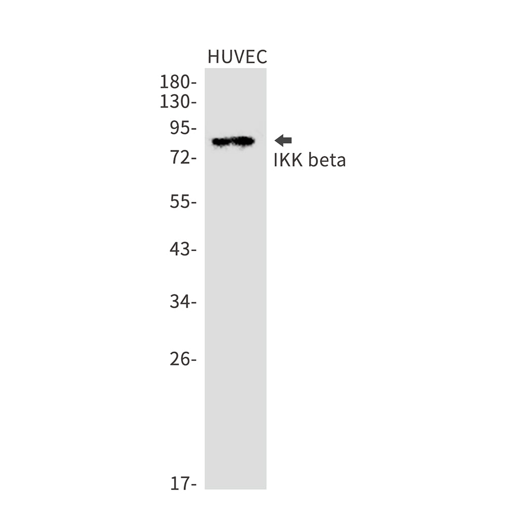 IKK beta Rabbit Monoclonal Antibody