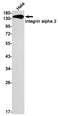 Integrin alpha 2 Rabbit Monoclonal Antibody