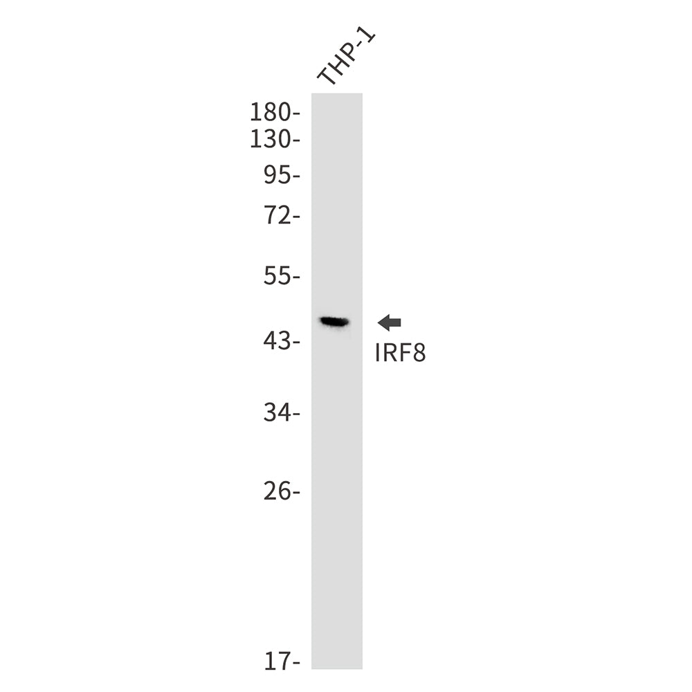 IRF8 Rabbit Monoclonal Antibody