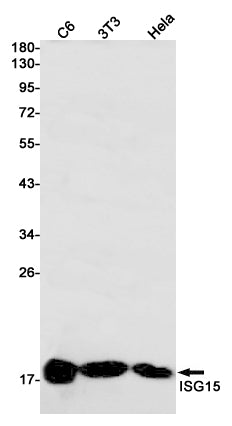 ISG15 Rabbit Monoclonal Antibody
