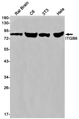 Integrin beta 6 Rabbit Monoclonal Antibody