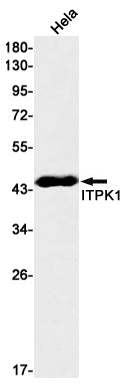 ITPK1 Rabbit Monoclonal Antibody