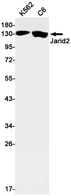 Protein Jumonji Rabbit Monoclonal Antibody