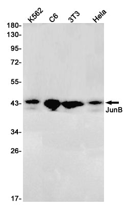 JunB Rabbit Monoclonal Antibody