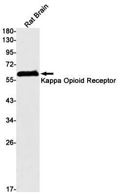 kappa Opioid Receptor Rabbit Monoclonal Antibody