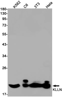 Killin Rabbit Monoclonal Antibody