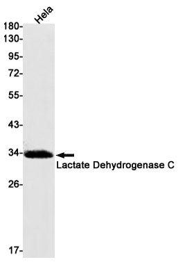 Lactate Dehydrogenase C Rabbit Monoclonal Antibody
