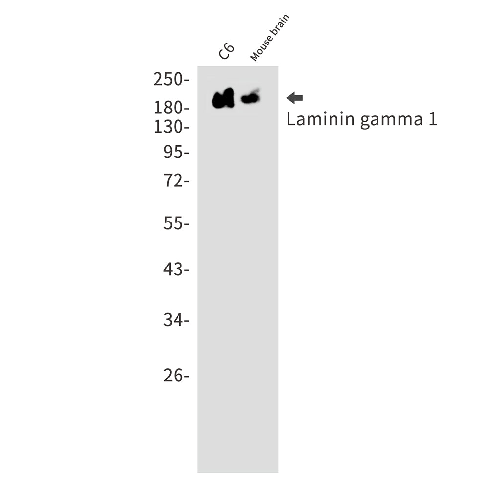 Laminin gamma 1 Rabbit Monoclonal Antibody