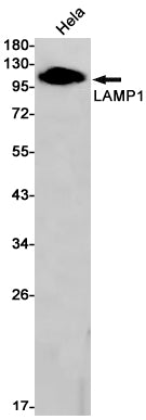 LAMP1 Rabbit Monoclonal Antibody