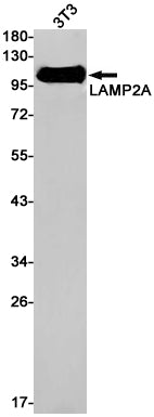 LAMP2 Rabbit Monoclonal Antibody