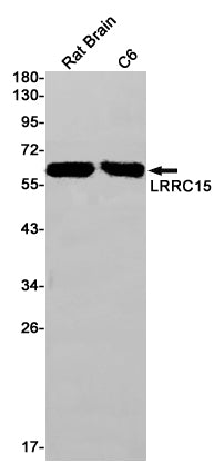 LRRC15 Rabbit Monoclonal Antibody