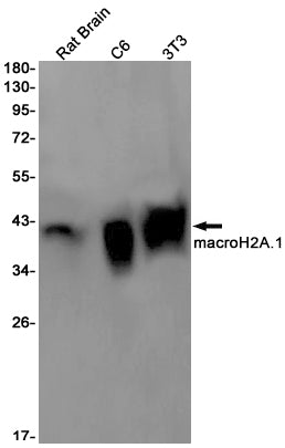Macro H2A.1 Rabbit Monoclonal Antibody