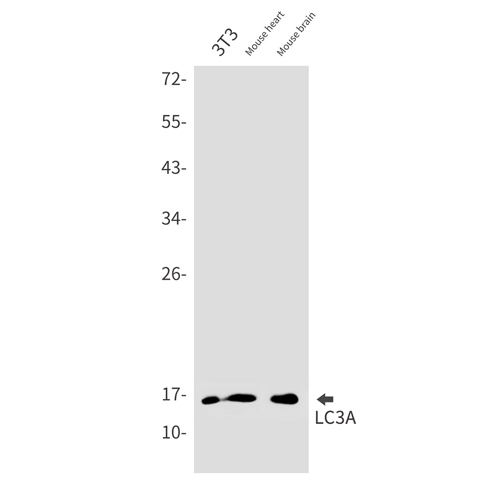 LC3A Rabbit Monoclonal Antibody