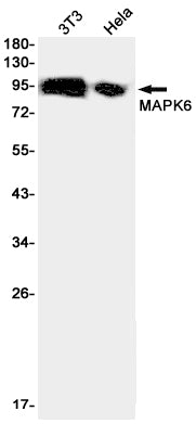 MAPK6 Rabbit Monoclonal Antibody