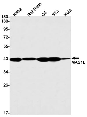 MAS1L Rabbit Monoclonal Antibody