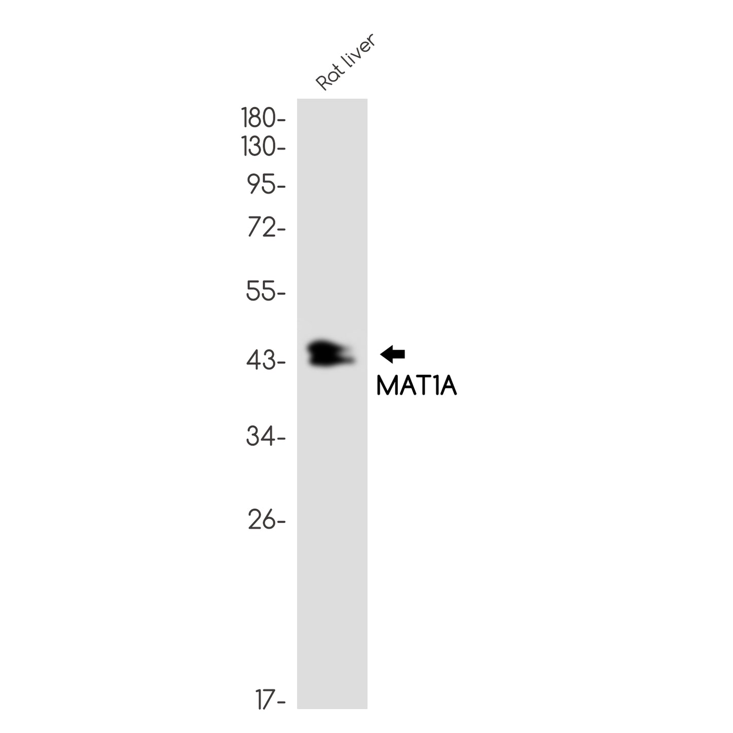 MAT1A Rabbit Monoclonal Antibody