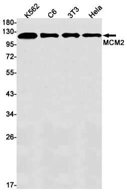 MCM2 Rabbit Monoclonal Antibody