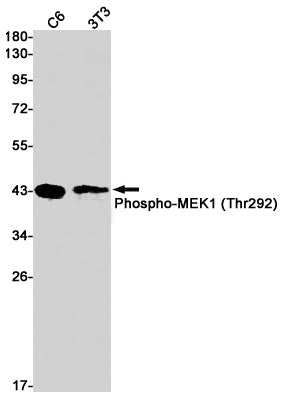 Phospho-MEK1 (Thr292) Rabbit Monoclonal Antibody