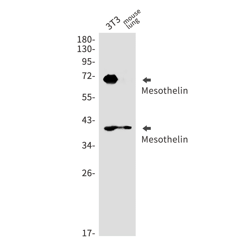 Mesothelin Rabbit Monoclonal Antibody