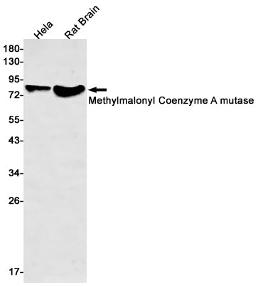 Methylmalonyl Coenzyme A mutase Rabbit Monoclonal Antibody