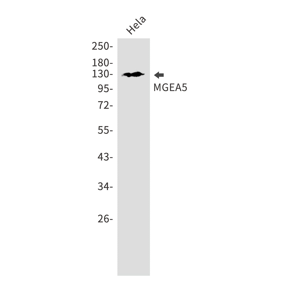 OGA Rabbit Monoclonal Antibody