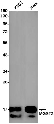 MGST3 Rabbit Monoclonal Antibody