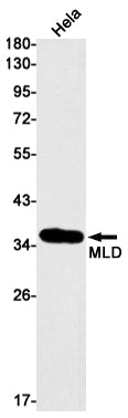 MLD Rabbit Monoclonal Antibody