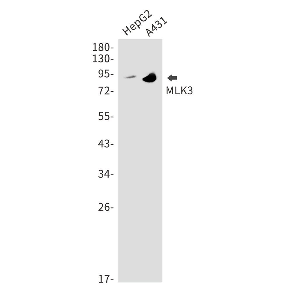 MLK3 Rabbit Monoclonal Antibody