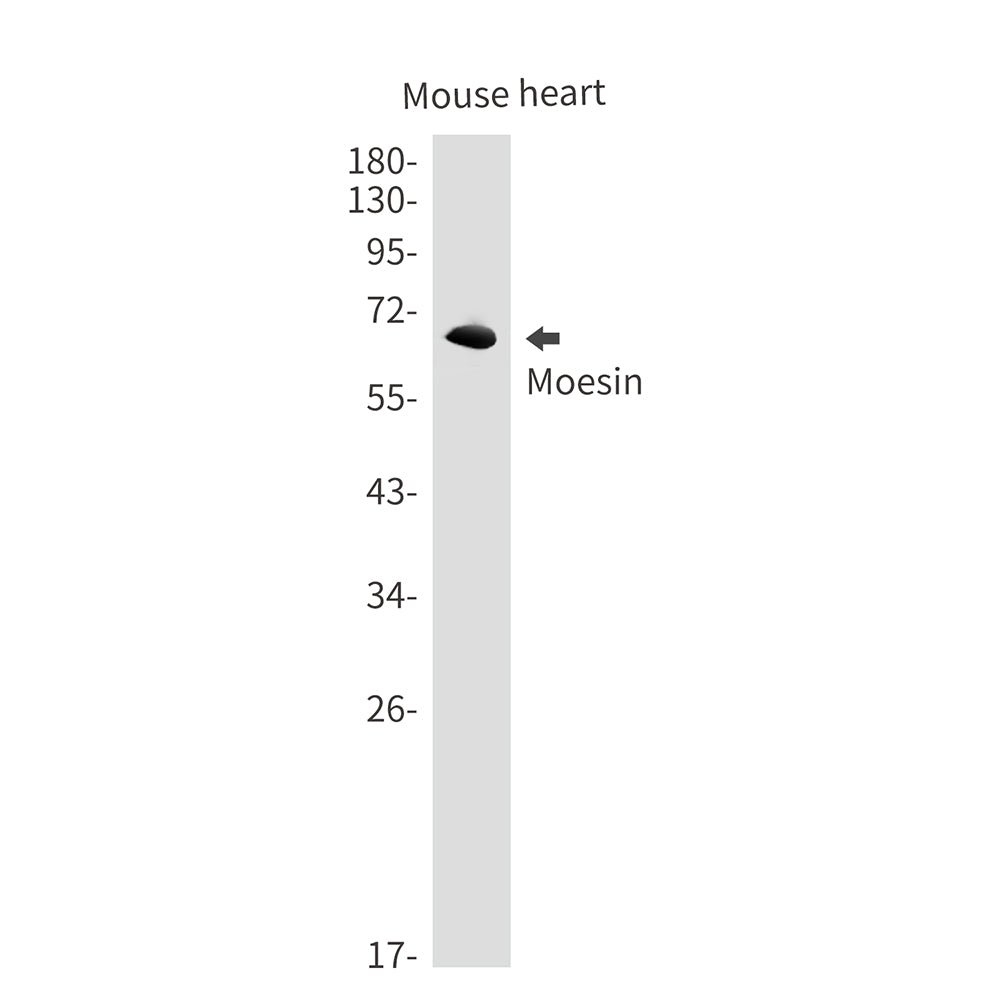 Moesin Rabbit Monoclonal Antibody