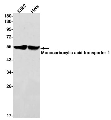 Monocarboxylic Acid Transporter 1 Rabbit Monoclonal Antibody