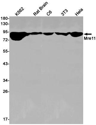 Mre11 Rabbit Monoclonal Antibody