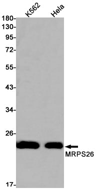 MRPS26 Rabbit Monoclonal Antibody