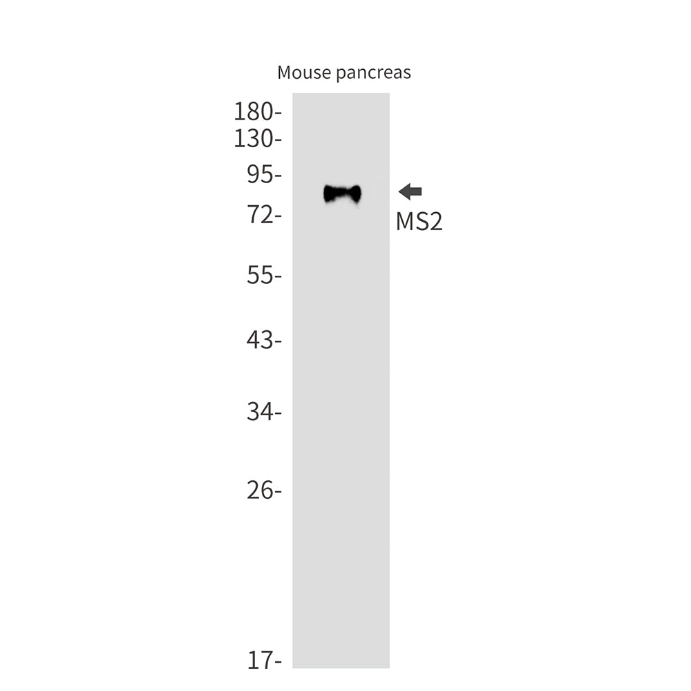 MS2 Rabbit Monoclonal Antibody