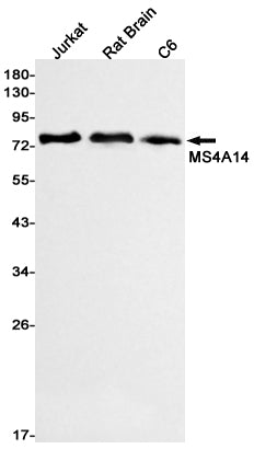 MS4A14 Rabbit Monoclonal Antibody