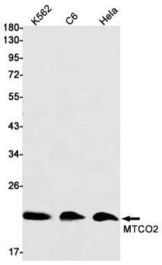 MTCO2 Rabbit Monoclonal Antibody